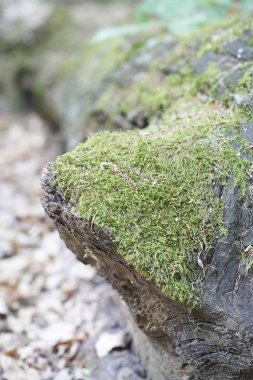 Orman ağaçları yosun ile