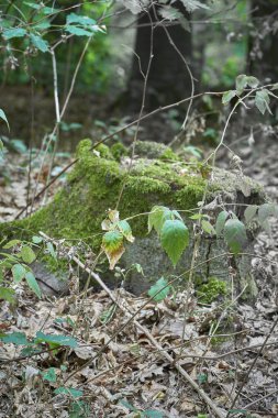 Orman ağaçları yosun ile