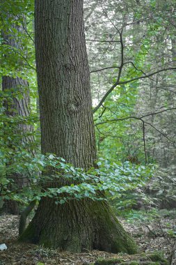 Orman ağaçları yosun ile