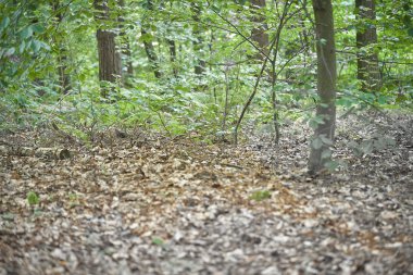 Orman ağaçları yosun ile