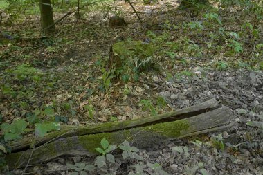 Orman ağaçları yosun ile