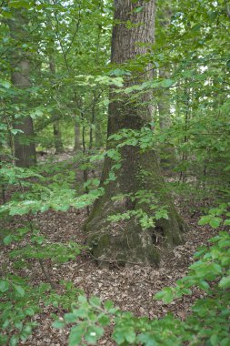 Orman ağaçları yosun ile