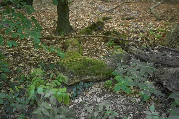 Orman ağaçları yosun ile