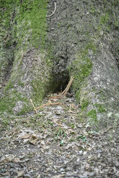 Forest Moss Trees — Stock Photo, Image