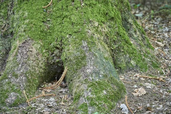 Ліс Мохом Деревах — стокове фото