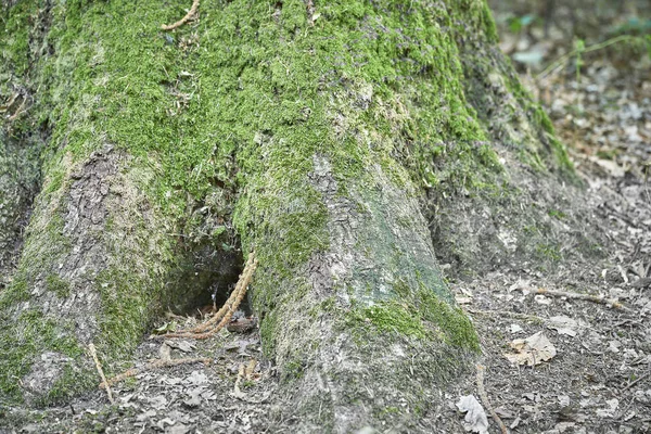 Forest Moss Trees — Stock Photo, Image