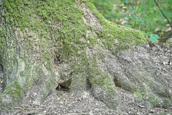 Wald Mit Moos Den Bäumen — Stockfoto