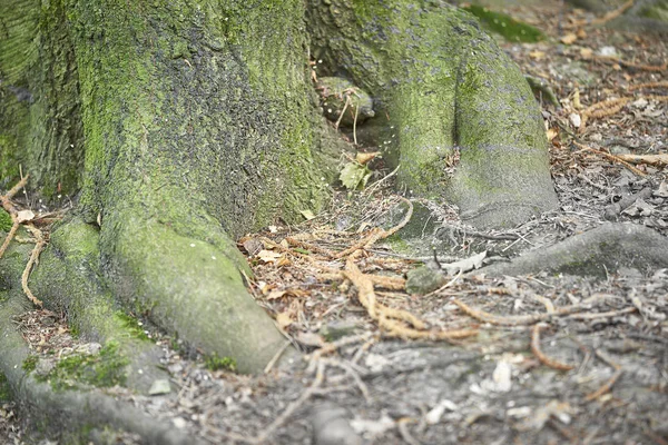 Лес Мхом Деревьях — стоковое фото