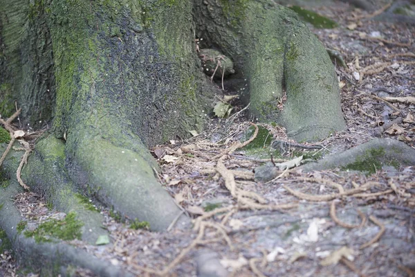 Forest Moss Trees — Stock Photo, Image