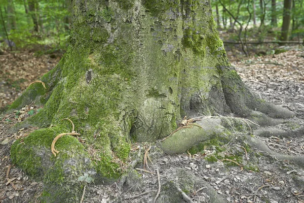 Forest Moss Trees — Stock Photo, Image