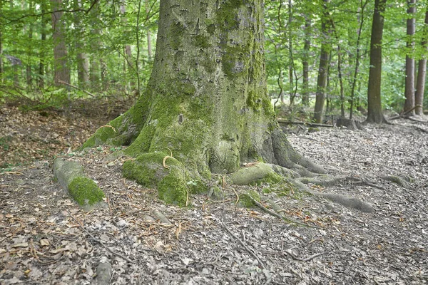 Δάσος Βρύο Στα Δέντρα — Φωτογραφία Αρχείου