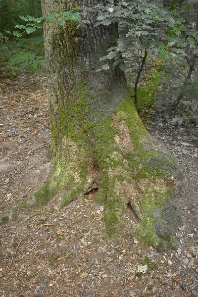 Las Mchem Drzewach — Zdjęcie stockowe