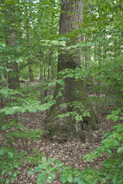 Orman ağaçları yosun ile