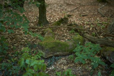 Orman ağaçları yosun ile