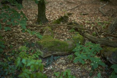 Orman ağaçları yosun ile