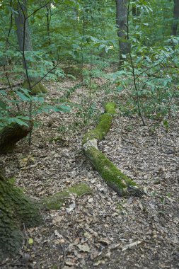 Orman ağaçları yosun ile
