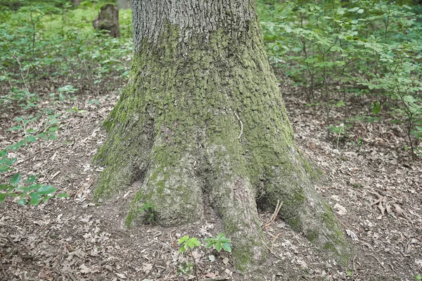 Floresta Com Musgo Nas Árvores — Fotografia de Stock