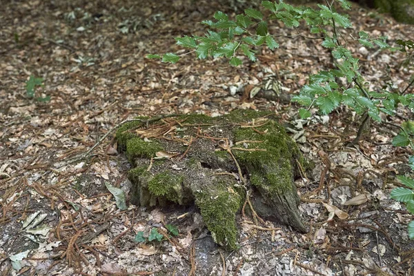 Forest Moss Trees — Stock Photo, Image