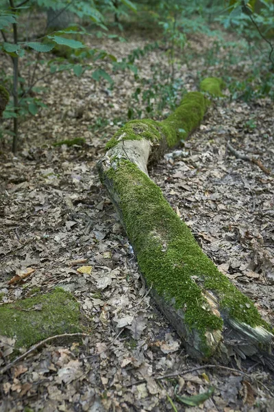 Forest Met Mos Bomen — Stockfoto