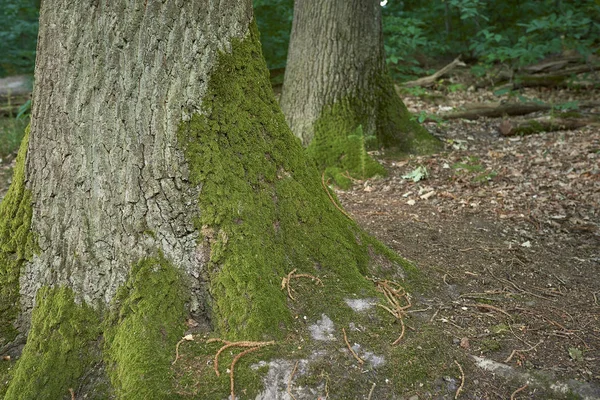 Forest Moss Trees — Stock Photo, Image