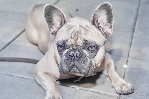 Adorable French Bulldog Face — Stock Photo, Image