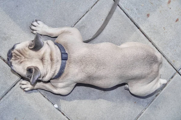 Adorable Cara Bulldog Francés — Foto de Stock