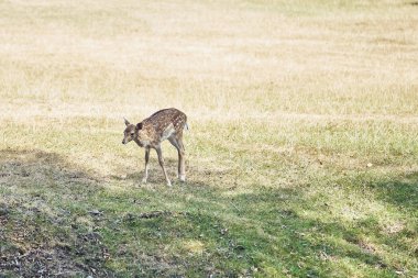 Ormandaki genç geyik