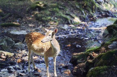 Ormandaki genç geyik