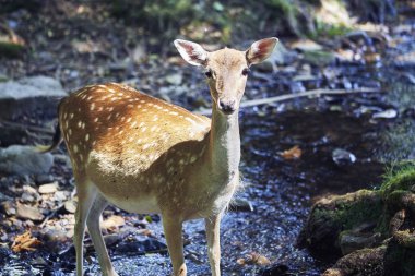 Ormandaki genç geyik