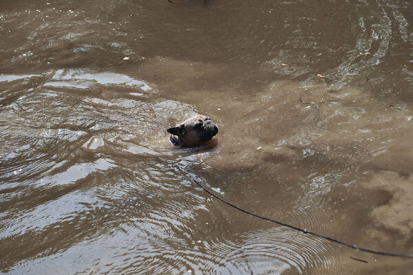 Adorable French Bulldog in the river
