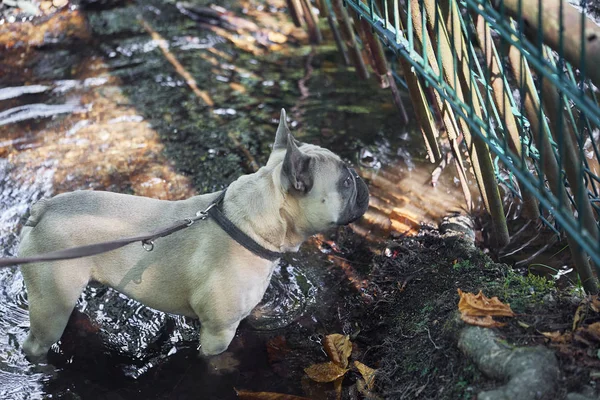 Adorable Cara Bulldog Francés — Foto de Stock