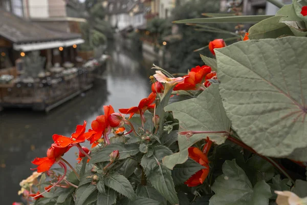 Colmar Minicik Bir Delik — Stok fotoğraf