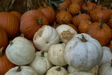 Farklı renklerde kabak grubu. Cadılar Bayramı personeli