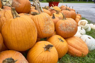 Farklı renklerde kabak grubu. Cadılar Bayramı personeli