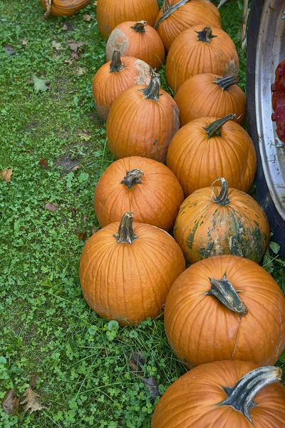 Group of pumpkins of different colors.Halloween staff