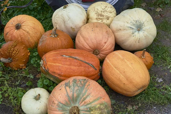 Group of pumpkins of different colors.Halloween staff