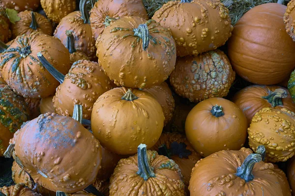 Gruppe Von Kürbissen Verschiedenen Farben Halloween Mitarbeiter — Stockfoto