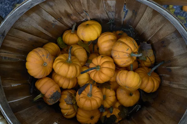 Group of pumpkins of different colors.Halloween staff