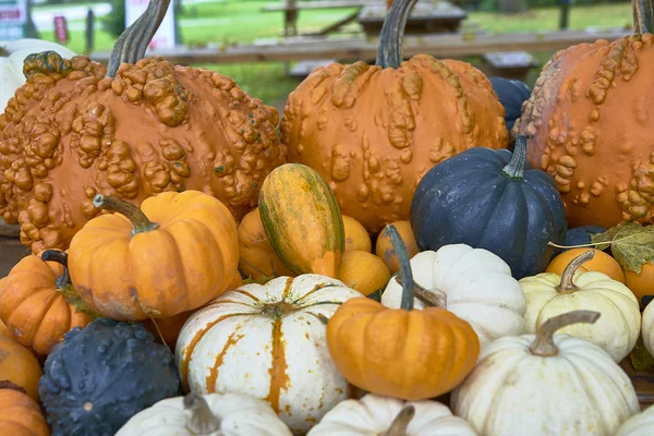 Group of pumpkins of different colors.Halloween staff