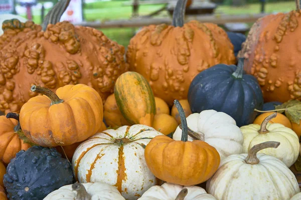 Grupo Abóboras Cores Diferentes Pessoal Halloween — Fotografia de Stock