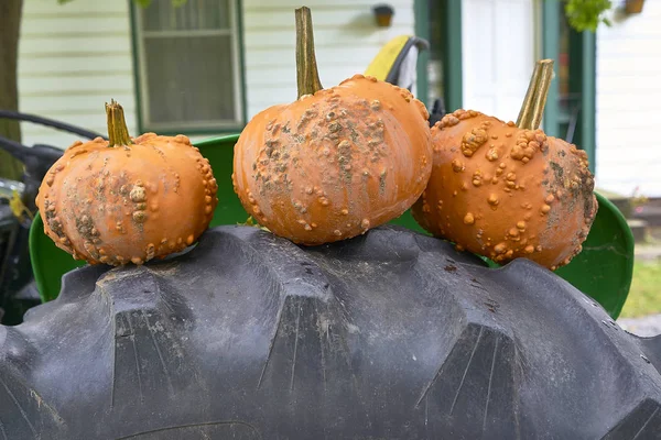 Group of pumpkins of different colors.Halloween staff