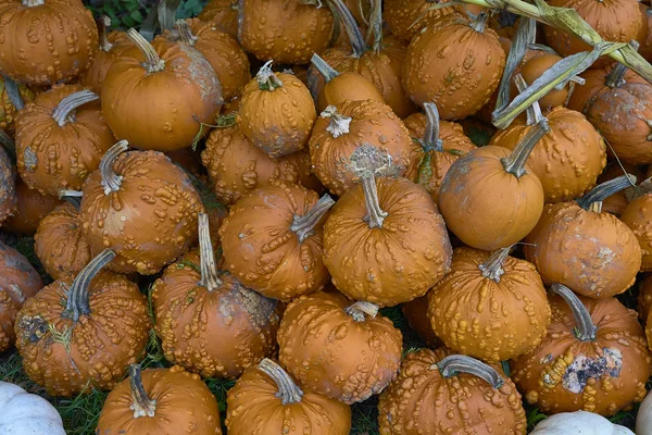 Grupo Abóboras Cores Diferentes Pessoal Halloween — Fotografia de Stock