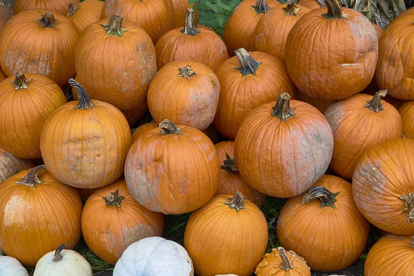 Grupo Abóboras Cores Diferentes Pessoal Halloween — Fotografia de Stock