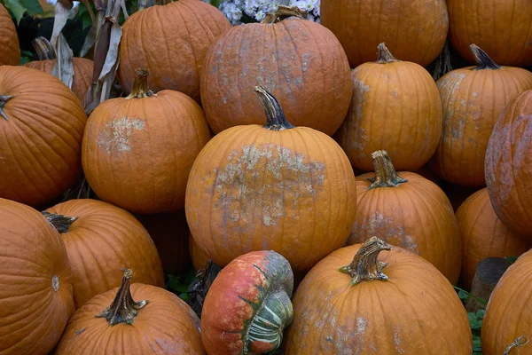 Gruppe Von Kürbissen Verschiedenen Farben Halloween Mitarbeiter — Stockfoto