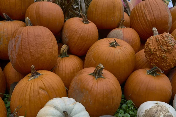 Gruppe Von Kürbissen Verschiedenen Farben Halloween Mitarbeiter — Stockfoto