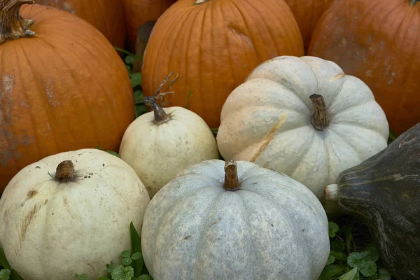 Grupo Abóboras Cores Diferentes Pessoal Halloween — Fotografia de Stock