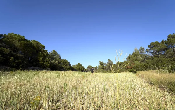 Paisagem de campo em um dia ensolarado — Fotografia de Stock