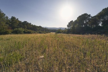 Güneşli bir günde alan manzarası