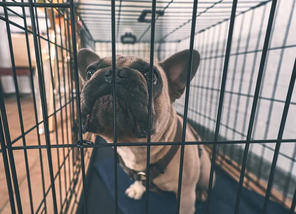 genç kahverengi Fransız Bulldog