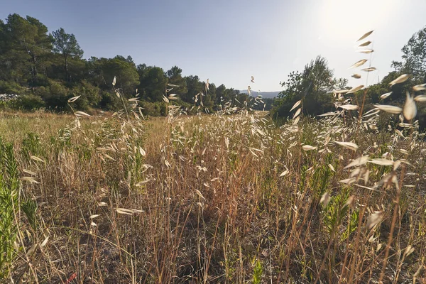 Paisagem de campo em um dia ensolarado — Fotografia de Stock